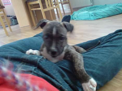 Amerikansk staffordshire terrier torsten - Ej, helt ærlig tager du nu billeder igen? billede 4