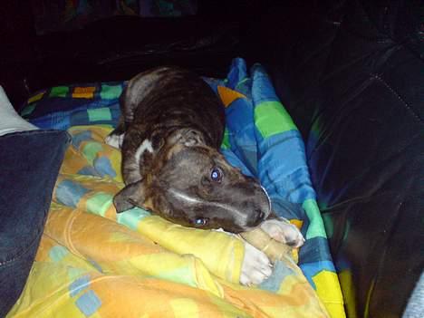 Amerikansk staffordshire terrier torsten - mmmh, så god den er  billede 5