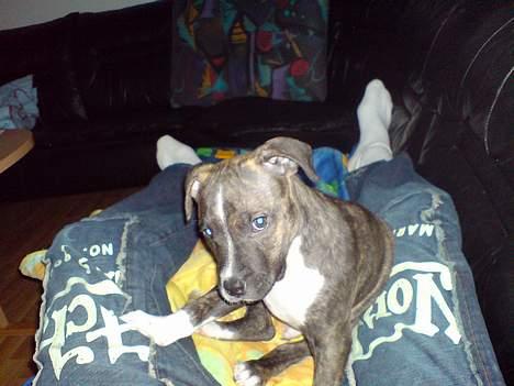 Amerikansk staffordshire terrier torsten - Ej, er du ikke ved at have taget nok billeder billede 6