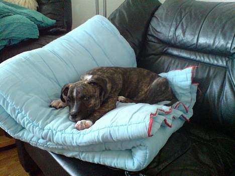 Amerikansk staffordshire terrier torsten - Ihhh hvor jeg putter billede 7