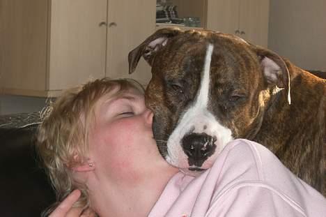 Amerikansk bulldog Lester billede 20