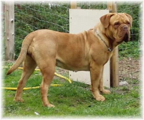 Dogue de bordeaux Desteny billede 11