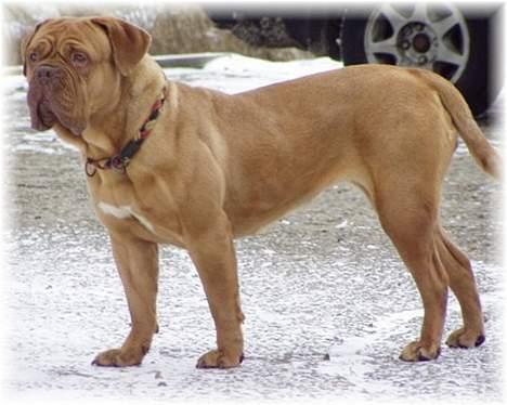 Dogue de bordeaux Desteny billede 12