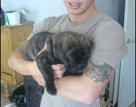 Bullmastiff Buller (DØD)7mdr 2012 - På besøg ved buller en uge før han kom hjem billede 5