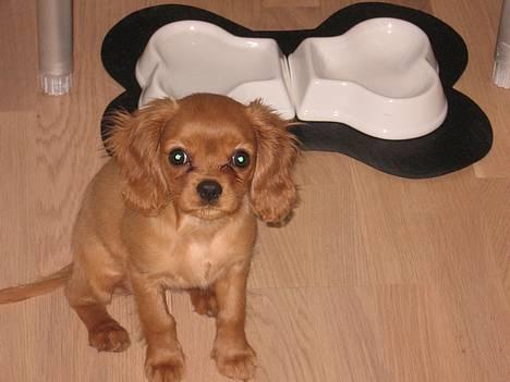 Cavalier king charles spaniel Nugga  - Er der ikke snart mad mor...? billede 9