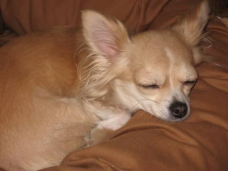 Chihuahua Chili - ZZZZZZ.... billede 10