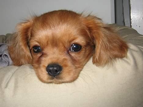 Cavalier king charles spaniel Nugga  billede 11