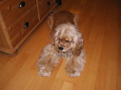 Amerikansk cocker spaniel Buster - Buster bissen :-) billede 1