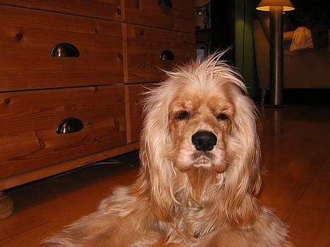 Amerikansk cocker spaniel Buster billede 2