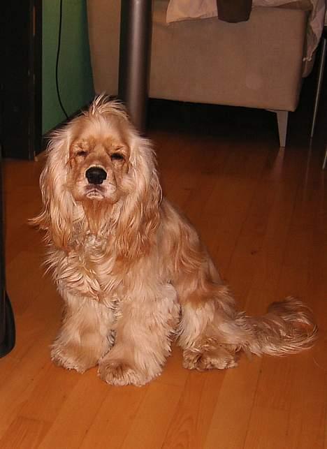 Amerikansk cocker spaniel Buster - Såååå træt mor Gaaab....... billede 3