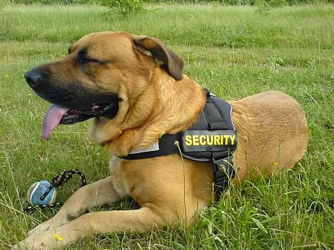 Broholmer CHANG billede 1