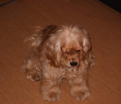Amerikansk cocker spaniel Buster - Hvad har du der??? billede 4