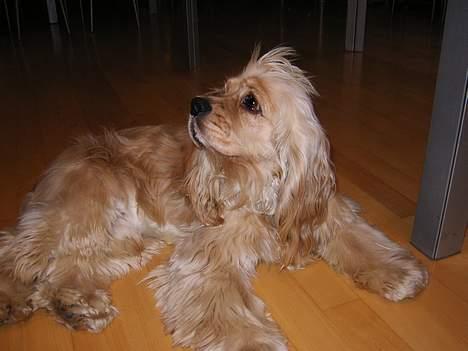 Amerikansk cocker spaniel Buster billede 5