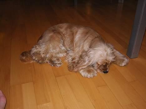 Amerikansk cocker spaniel Buster billede 6