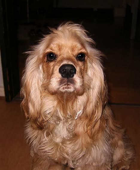Amerikansk cocker spaniel Buster billede 7