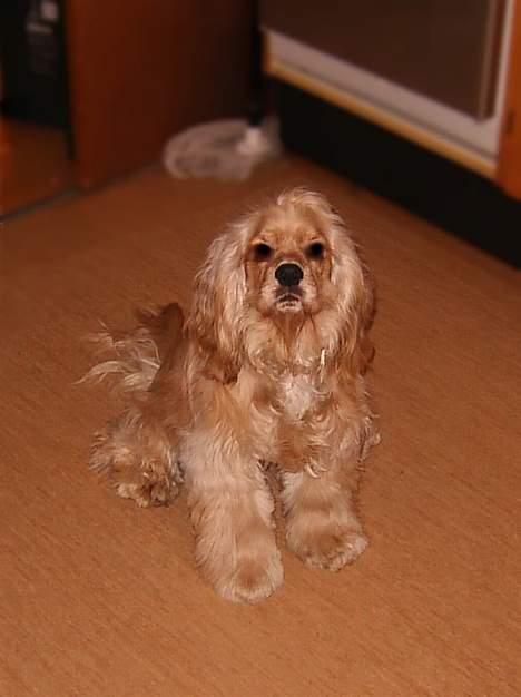 Amerikansk cocker spaniel Buster billede 8