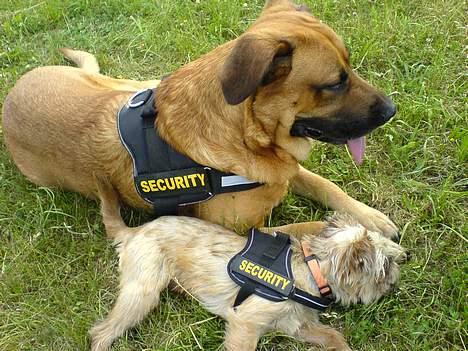 Broholmer CHANG billede 2