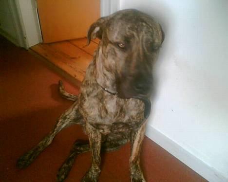 Fila brasileiro Boss - Sidder og nyder stilheden:-) billede 7