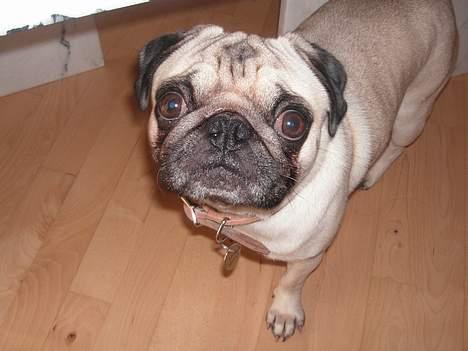 Mops Malte - “hva´ siger du til mig?, Jeg kigger jo alt hvad jeg kan!" billede 1