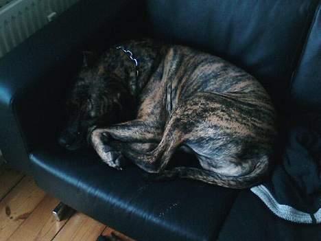 Fila brasileiro Boss - Træt efter en lang løbetur:-) billede 9