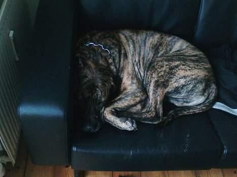 Fila brasileiro Boss - Sover så sødt og fredelig:-) billede 10