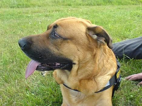 Broholmer CHANG billede 3