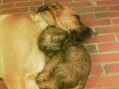 Broholmer CHANG - "lillebror" elskede at sove samme sted som mig billede 4