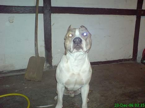 Amerikansk staffordshire terrier TYSON billede 1
