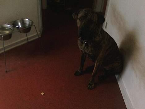 Fila brasileiro Boss billede 11