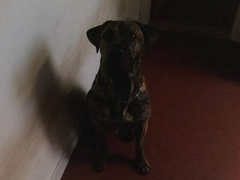 Fila brasileiro Boss billede 12