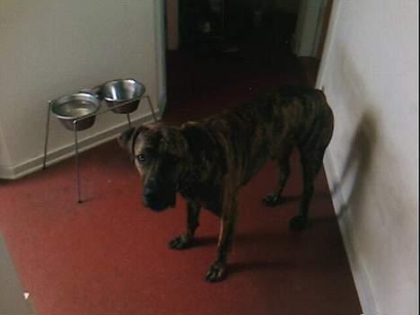 Fila brasileiro Boss billede 13