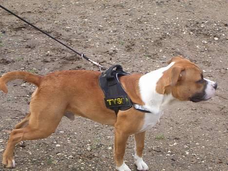 Amerikansk staffordshire terrier Gonzo billede 13