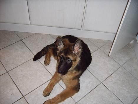 Schæferhund Quito billede 1