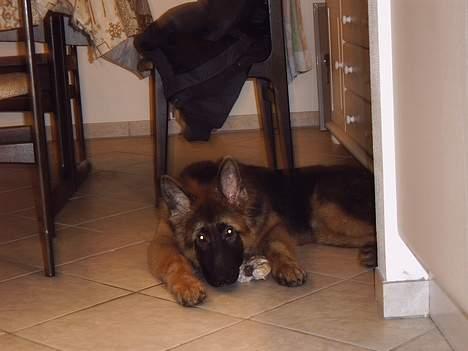 Schæferhund Quito billede 2