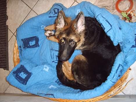 Schæferhund Quito billede 3