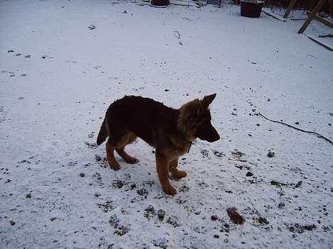 Schæferhund Quito billede 4