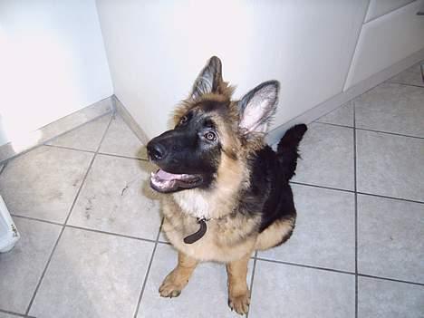 Schæferhund Quito billede 5