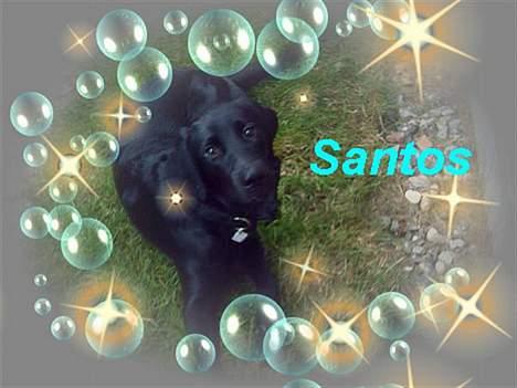 Labrador retriever santos billede 7