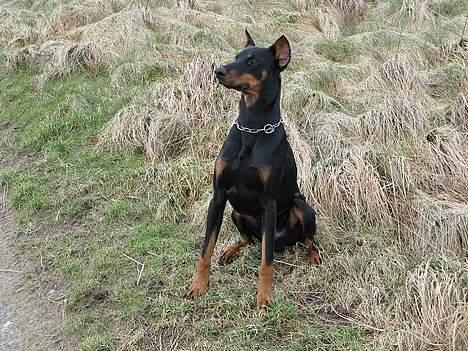 Dobermann sultan billede 19
