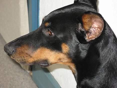 Dobermann sultan billede 20