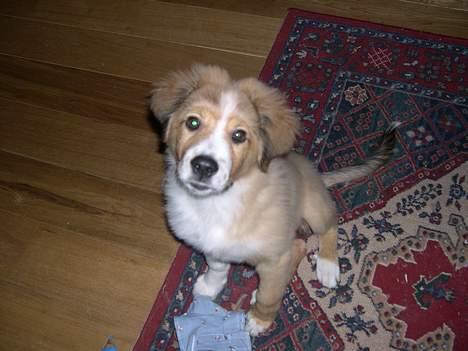 Border collie lady (død) R.I.P  - lady<3 billede 1