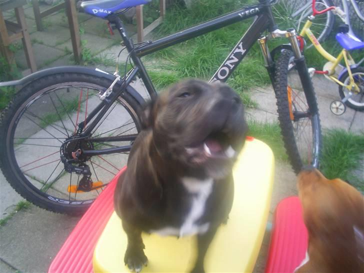 Staffordshire bull terrier Gismo -  hold så op med at tage de billeder.. billede 10