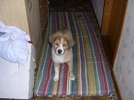 Border collie lady (død) R.I.P  - lady der sider på madrasen billede 3