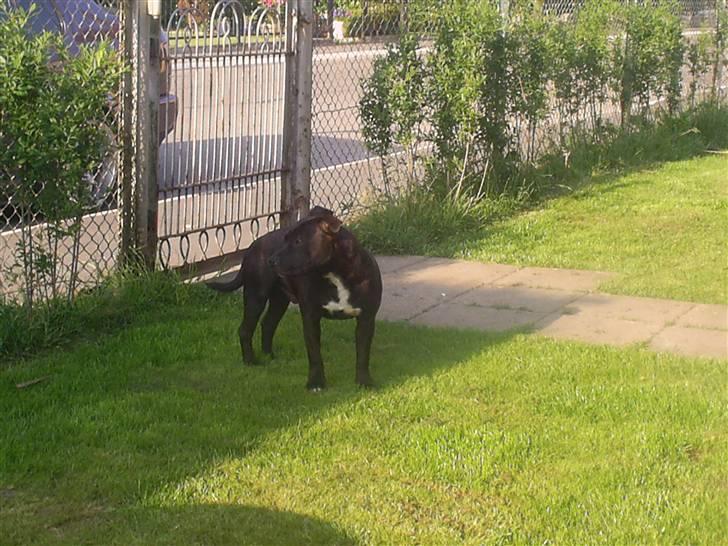 Staffordshire bull terrier Gismo billede 11