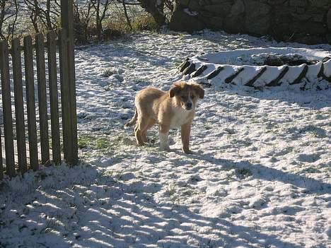 Border collie lady (død) R.I.P  - lady i sneen billede 4