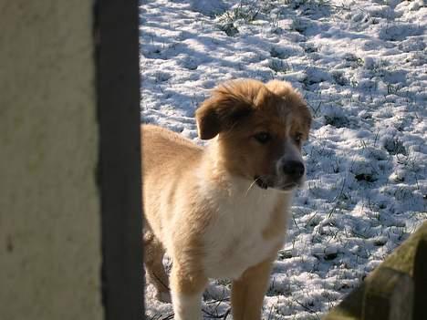 Border collie lady (død) R.I.P  - lady i sne hun elsker den hvide sne billede 5