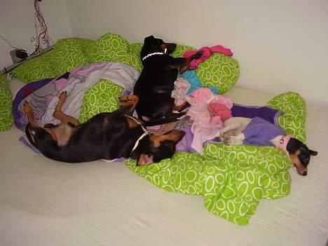 Dansk svensk gaardhund daisy  - putter lige med drengene billede 2