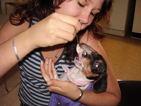 Dansk svensk gaardhund daisy  - vil ikk spise selv billede 3