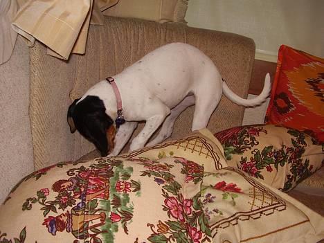 Dansk svensk gaardhund daisy  - jeg ved du er der  kom frit fram dit lille ko øre billede 4