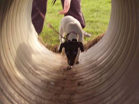 Dansk svensk gaardhund daisy  - øver mig lige i tundelen billede 5